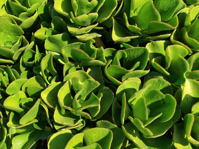 cotyledon orbiculata pigs ears (4)  Hardy   Evergreen   Drought resistant   Spreading groundcover   Attracts butterflies and insects   Free flowering